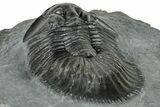 Thysanopeltis Trilobite - Boudib, Morocco #252399-4